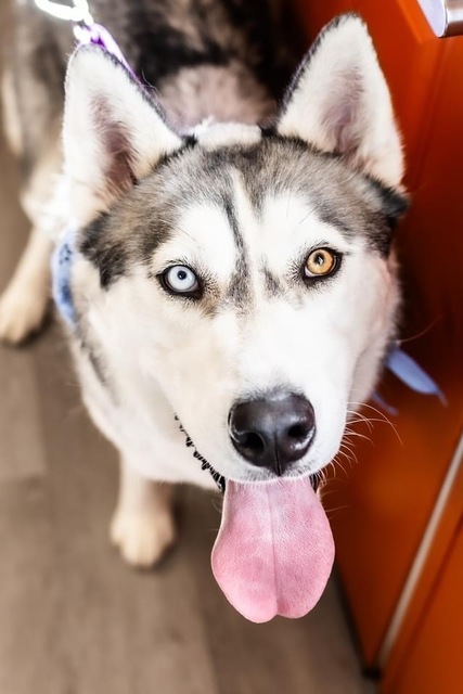 Dog for adoption - Kramer, a Siberian Husky Mix in Alexandria, VA ...