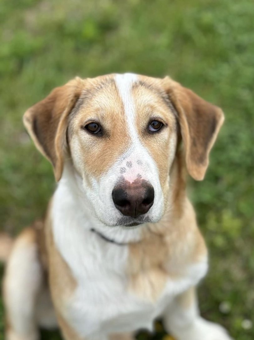 ROMEO, an adoptable Labrador Retriever, Husky in Minesing, ON, L9X 0C2 | Photo Image 1