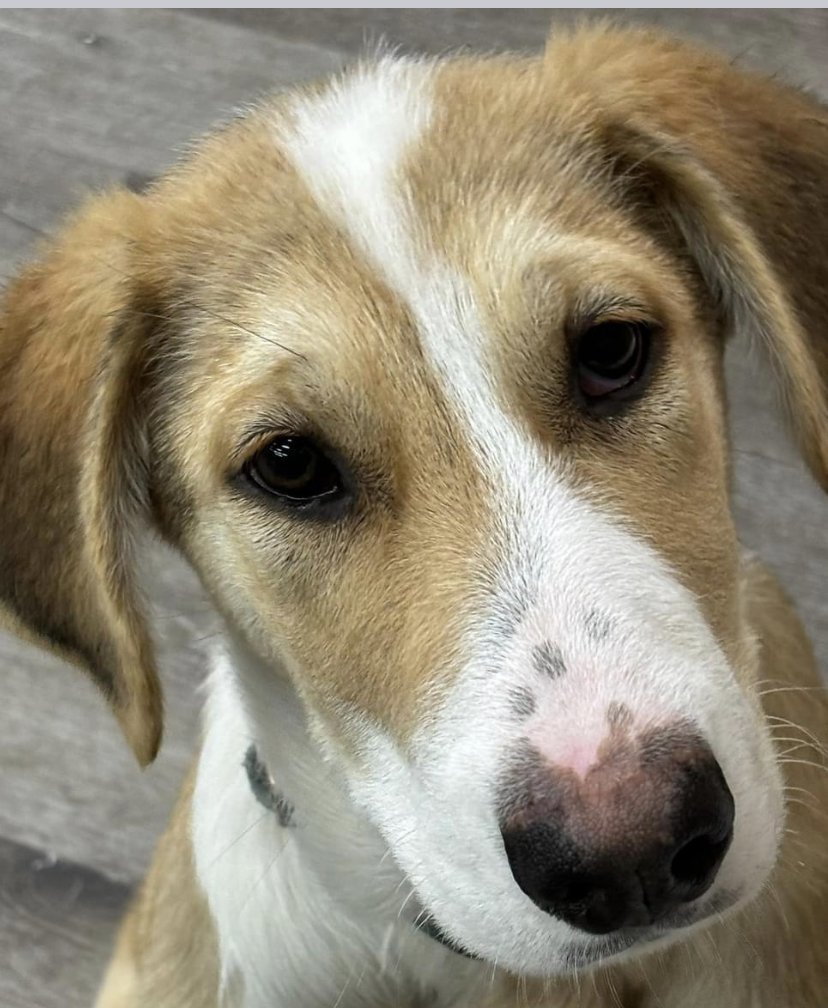 ROMEO, an adoptable Labrador Retriever, Husky in Minesing, ON, L9X 0C2 | Photo Image 2