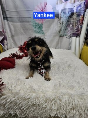 Yankee Terrier Dog