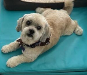 Bentley is an adorable 9 year young shih tzu mix who weighs 17 pounds He is a sweet dog who