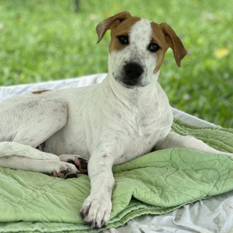 Love Is In The A.I.R Litter : Prema, an adoptable Mixed Breed in Keaau, HI, 96749 | Photo Image 1