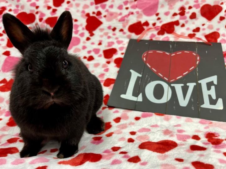 Rabbit for adoption ANABELLE a Bunny Rabbit in Santa Cruz CA