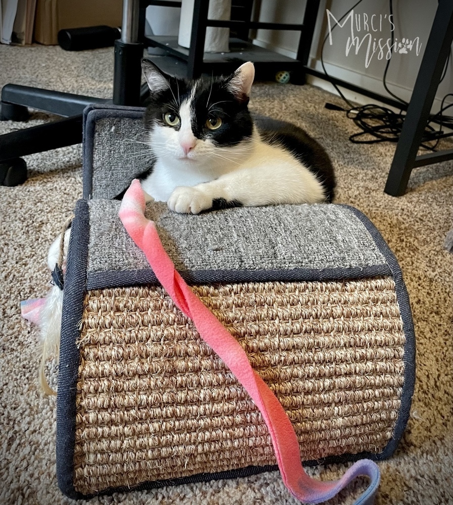 Cookie, an adoptable Domestic Short Hair in Spokane , WA, 99209 | Photo Image 2