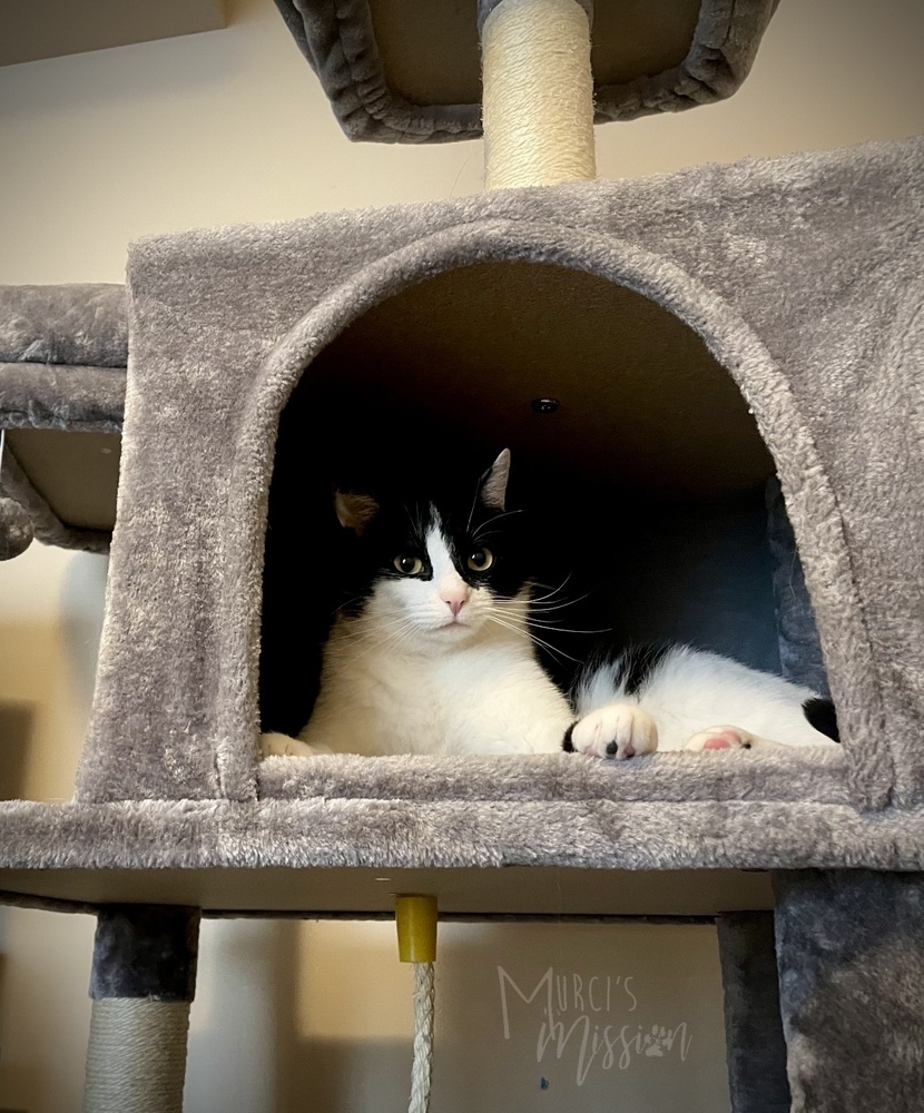 Cookie, an adoptable Domestic Short Hair in Spokane , WA, 99209 | Photo Image 3