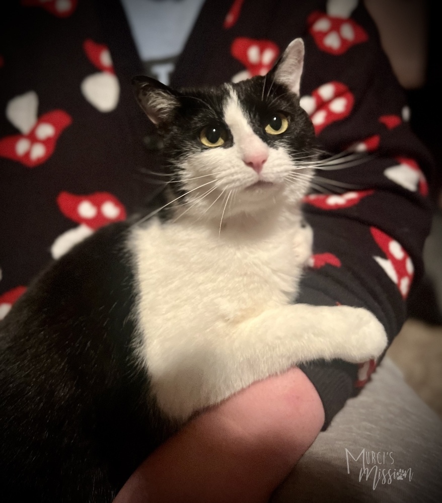 Cookie, an adoptable Domestic Short Hair in Spokane , WA, 99209 | Photo Image 4