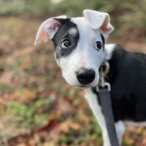 Clarabelle - Cow Litter - AVAILABLE Pit Bull Terrier Dog