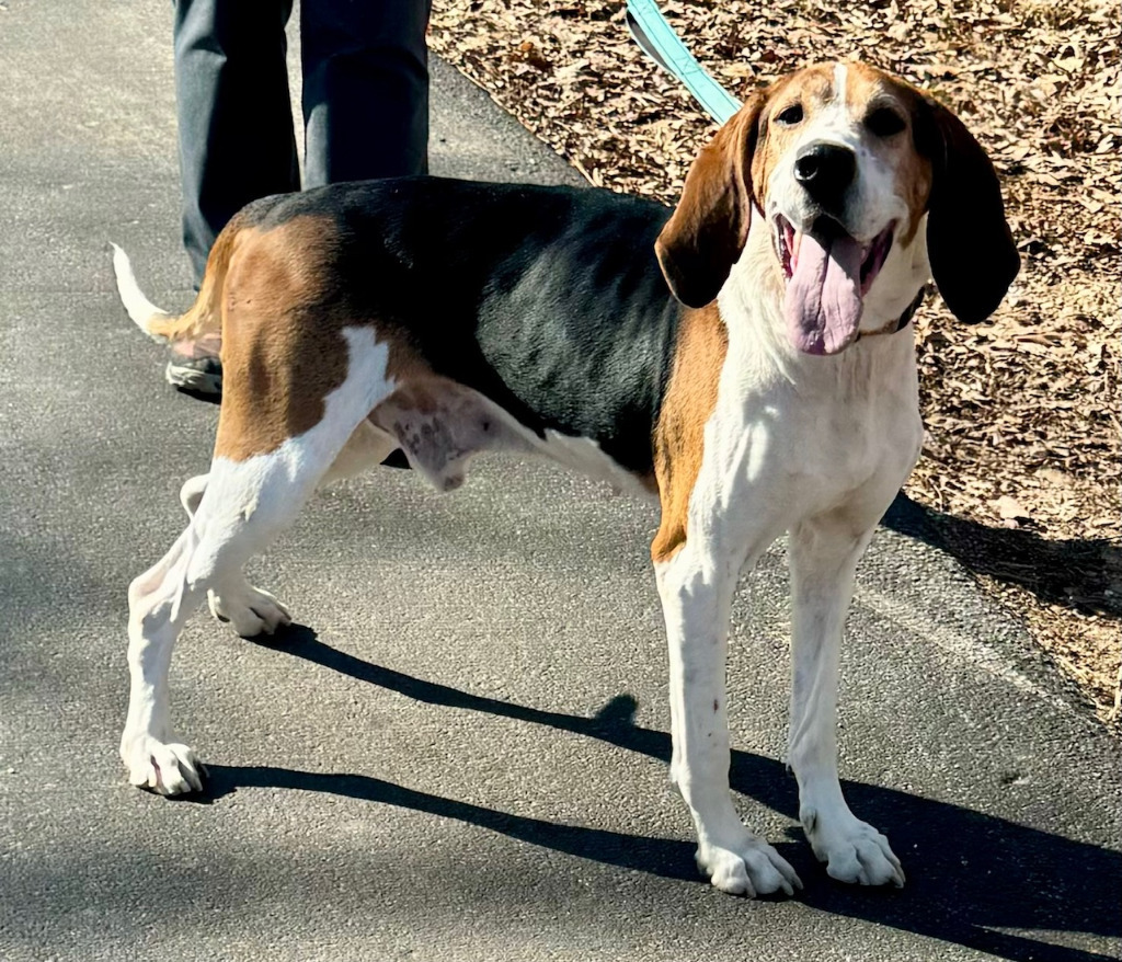 Bo, an adoptable Treeing Walker Coonhound in Sunrise Beach, MO, 65079 | Photo Image 1