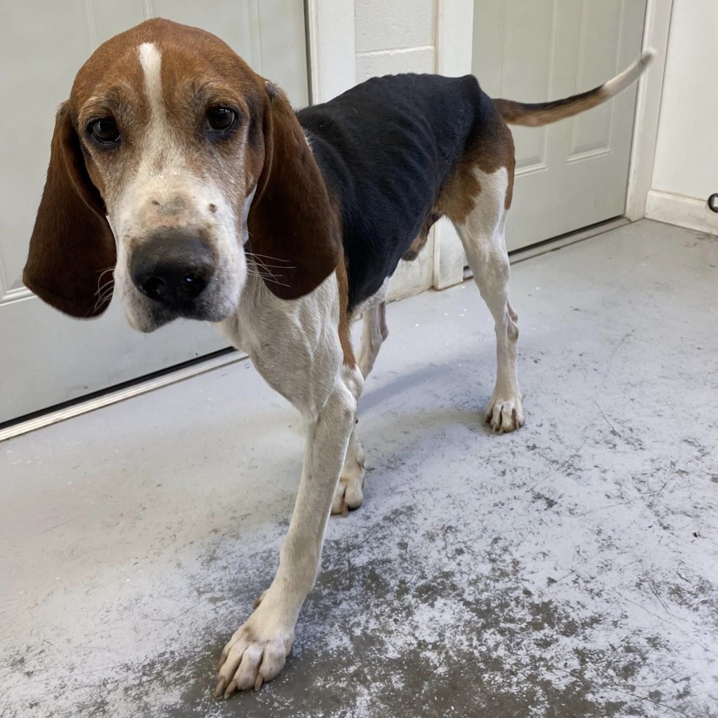 Bo, an adoptable Treeing Walker Coonhound in Sunrise Beach, MO, 65079 | Photo Image 2
