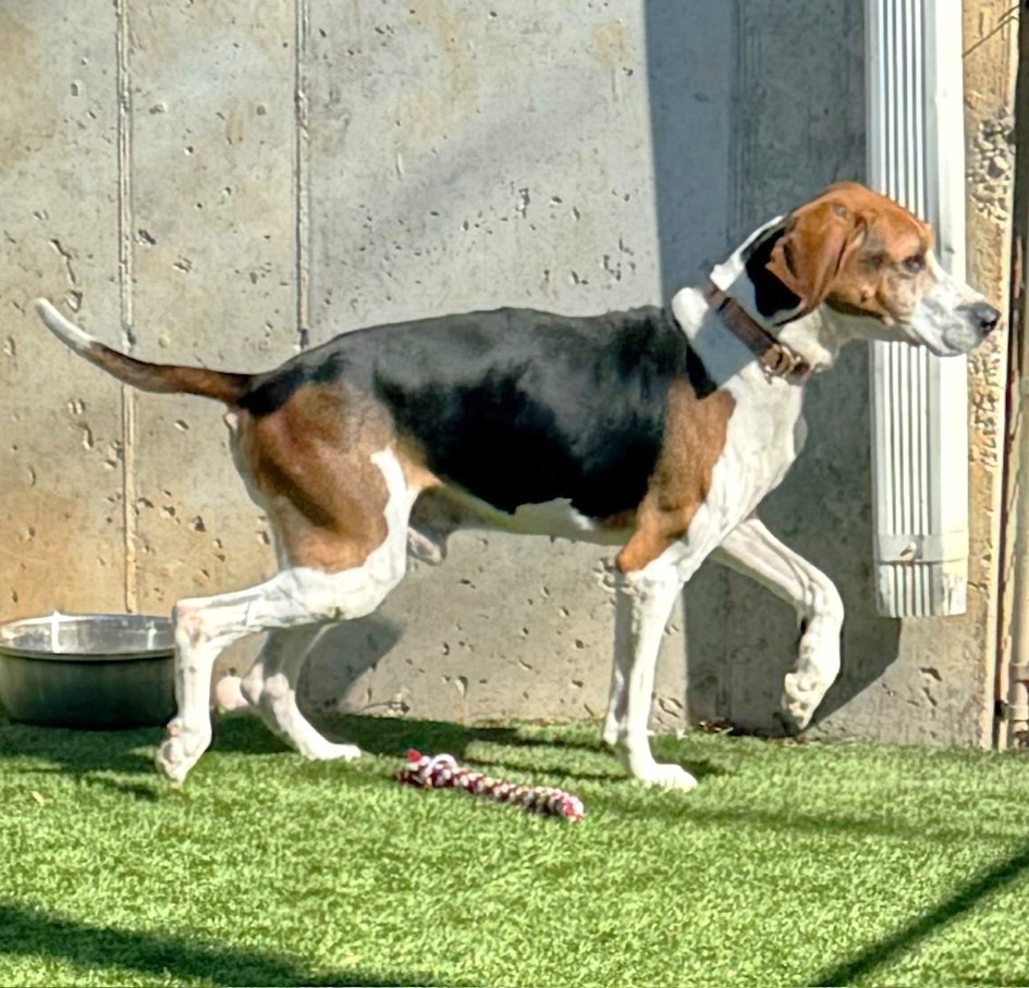 Bo, an adoptable Treeing Walker Coonhound in Sunrise Beach, MO, 65079 | Photo Image 3