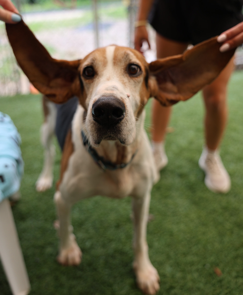 Bo, an adoptable Treeing Walker Coonhound in Sunrise Beach, MO, 65079 | Photo Image 4