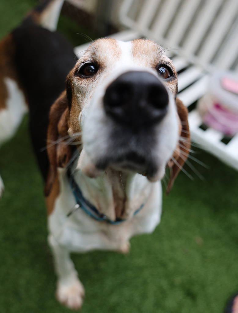 Bo, an adoptable Treeing Walker Coonhound in Sunrise Beach, MO, 65079 | Photo Image 5