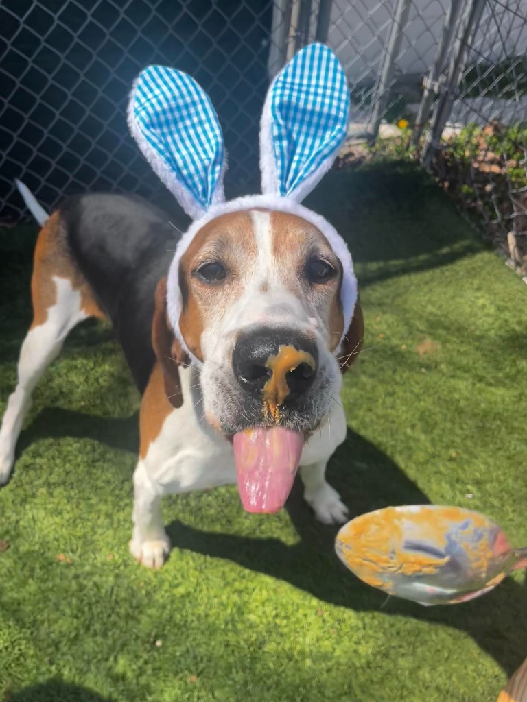 Bo, an adoptable Treeing Walker Coonhound in Sunrise Beach, MO, 65079 | Photo Image 6