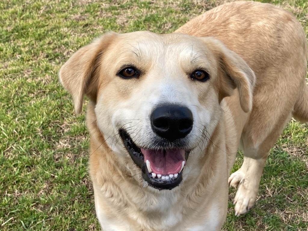 Paris, an adoptable Labrador Retriever, Collie in Quinlan, TX, 75474 | Photo Image 1