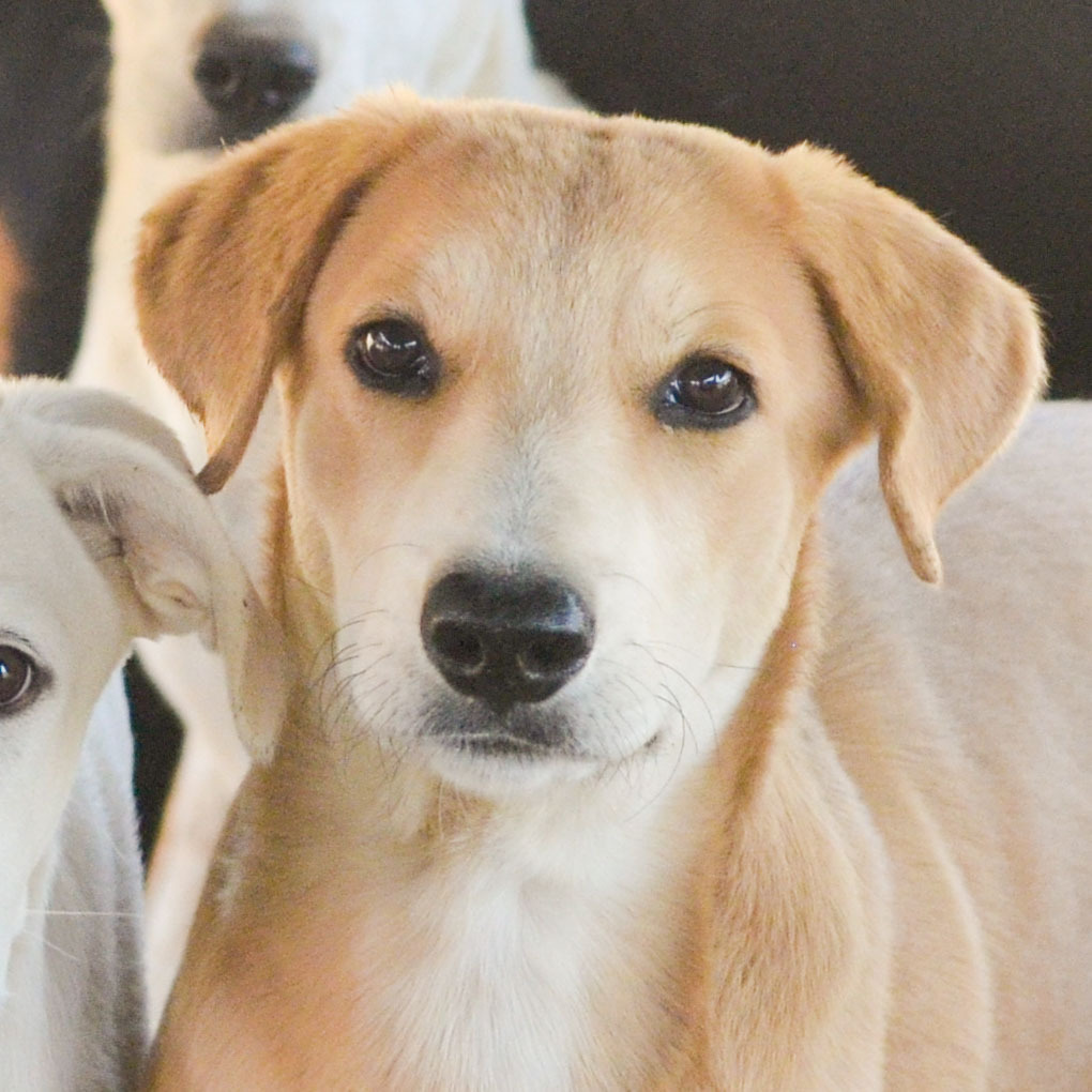 Paris, an adoptable Labrador Retriever, Collie in Quinlan, TX, 75474 | Photo Image 2