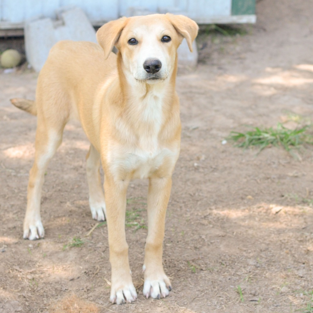 Paris, an adoptable Labrador Retriever, Collie in Quinlan, TX, 75474 | Photo Image 3