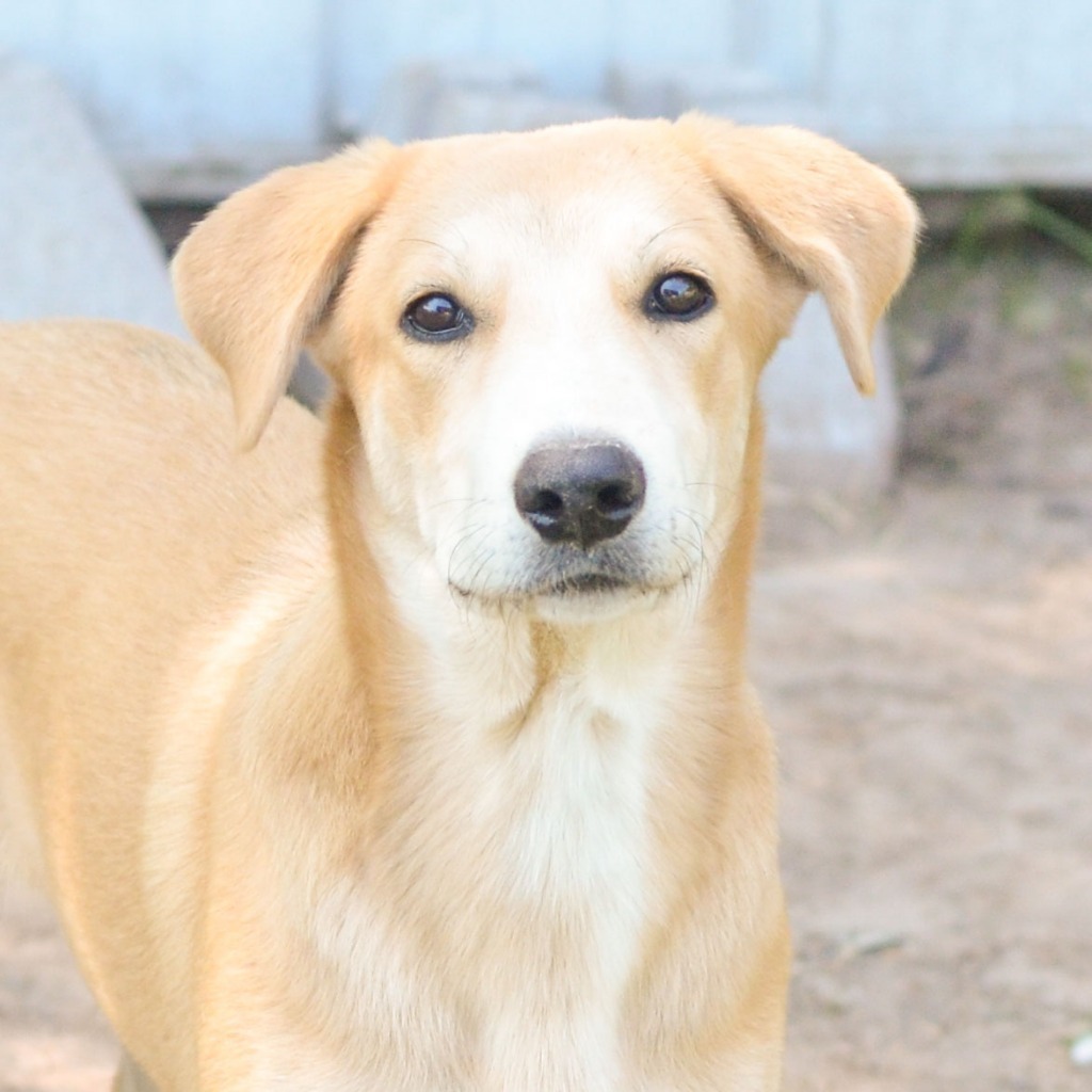 Paris, an adoptable Labrador Retriever, Collie in Quinlan, TX, 75474 | Photo Image 4