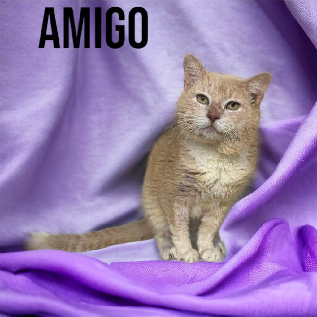 Amigo, an adoptable Domestic Short Hair in Sorrento, LA, 70778 | Photo Image 1