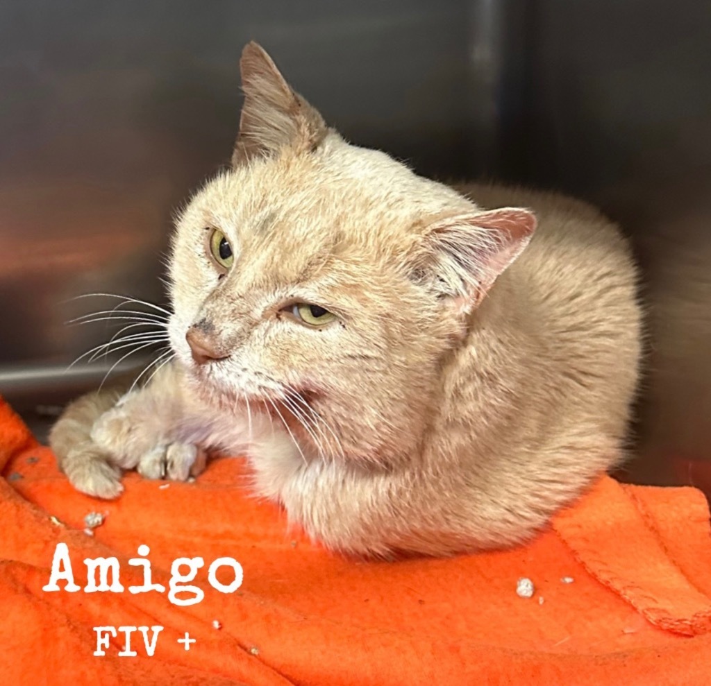 Amigo, an adoptable Domestic Short Hair in Sorrento, LA, 70778 | Photo Image 2