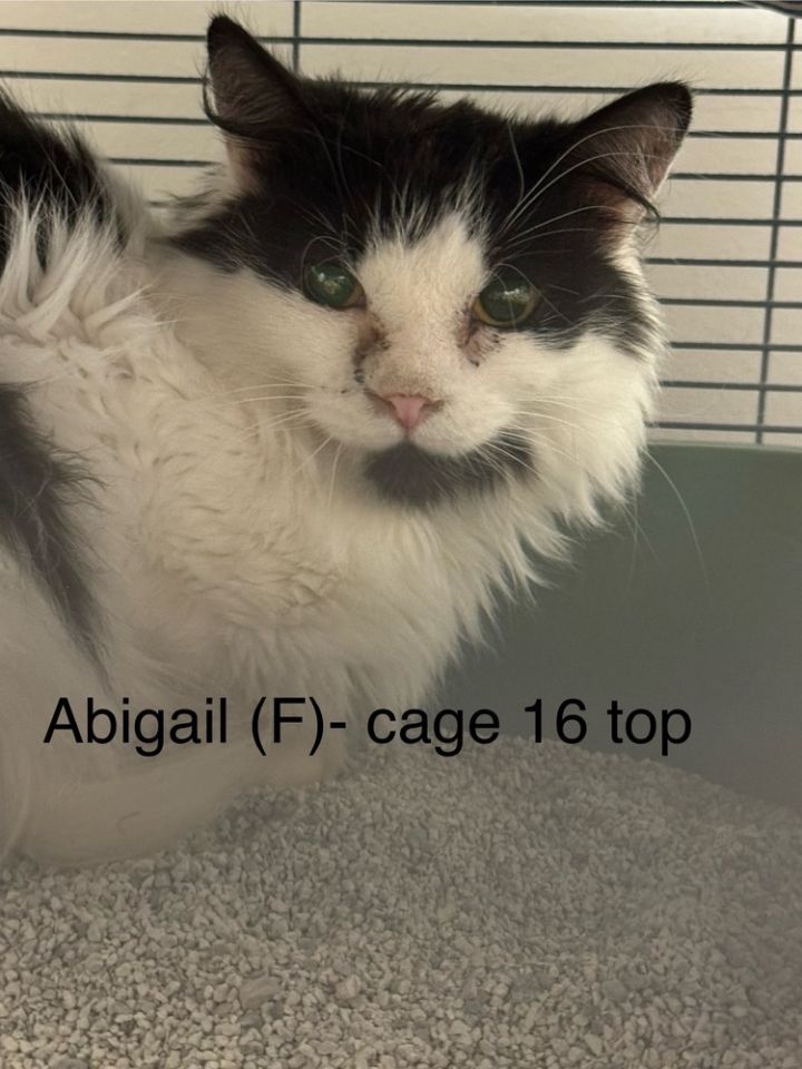Abigail 6