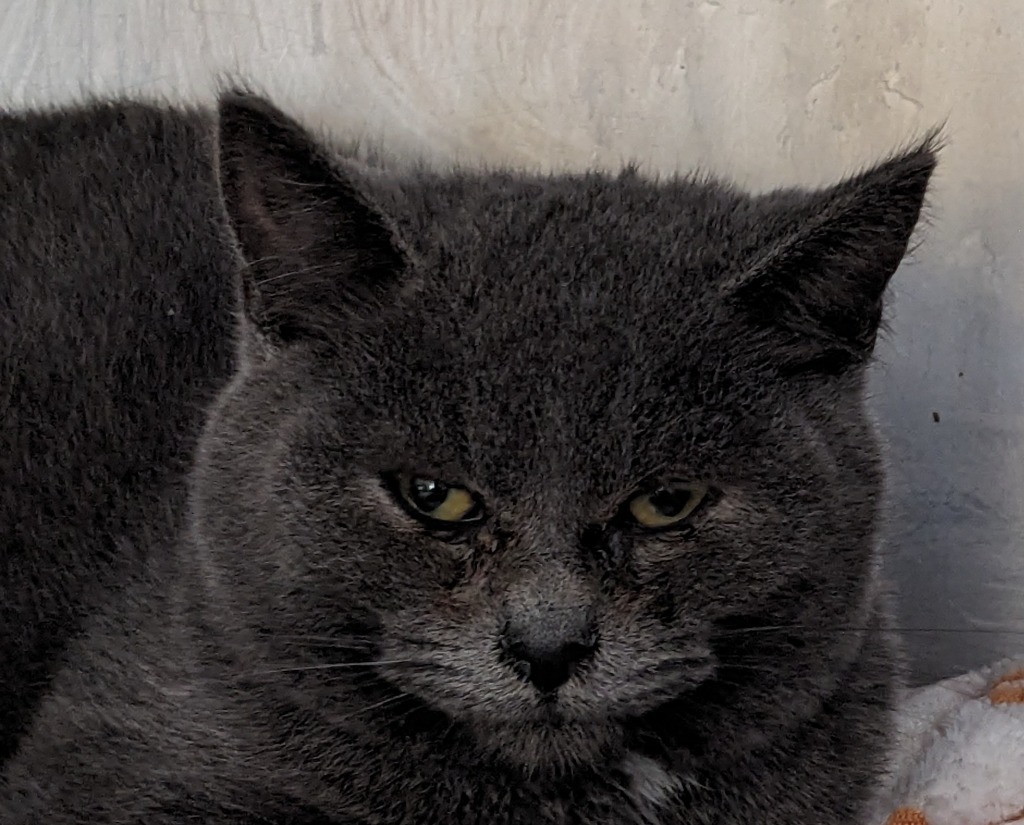 Stormy, an adoptable Domestic Medium Hair in St. Augustine, FL, 32084 | Photo Image 1