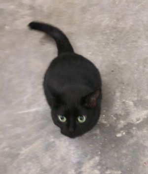 Simba, Adult Female unknown