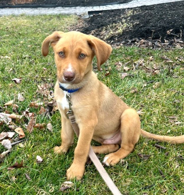 Dog for adoption - Carter, a Catahoula Leopard Dog & Australian Cattle ...