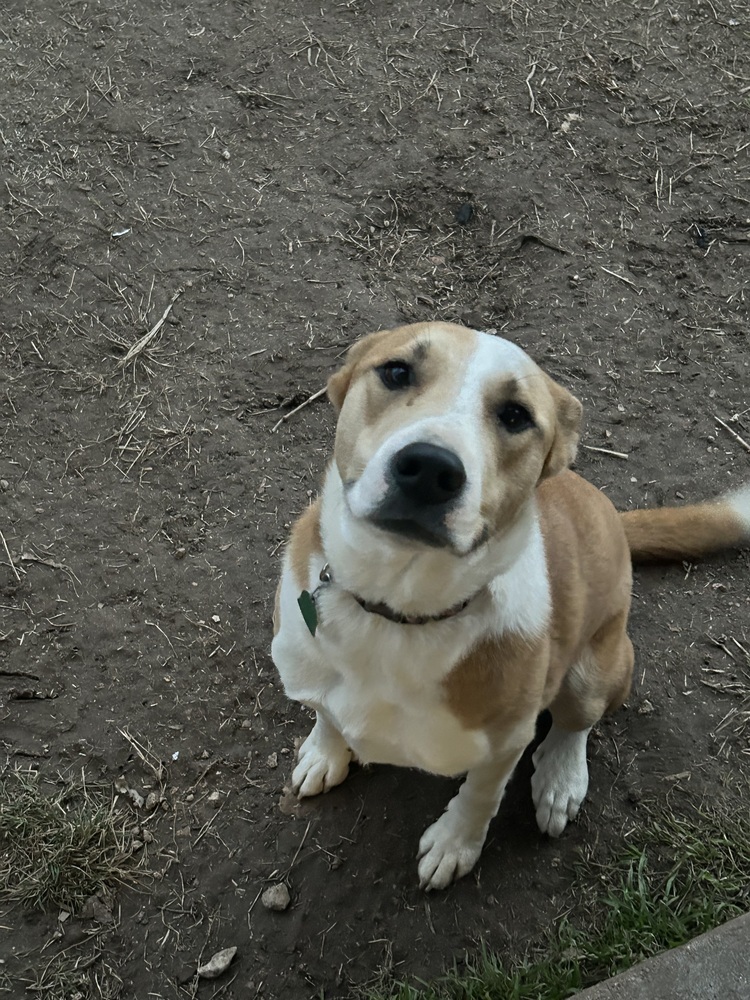 Eevee SC, an adoptable Labrador Retriever in San Angelo, TX, 76905 | Photo Image 1