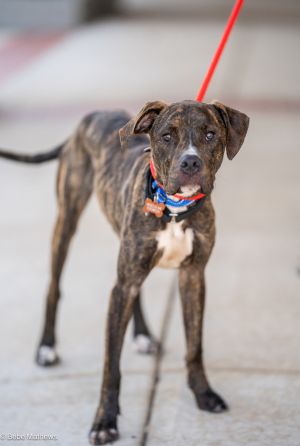 Meet Orvis Lots of people say brindle dogs are special beyond just the coloring of their coatswel