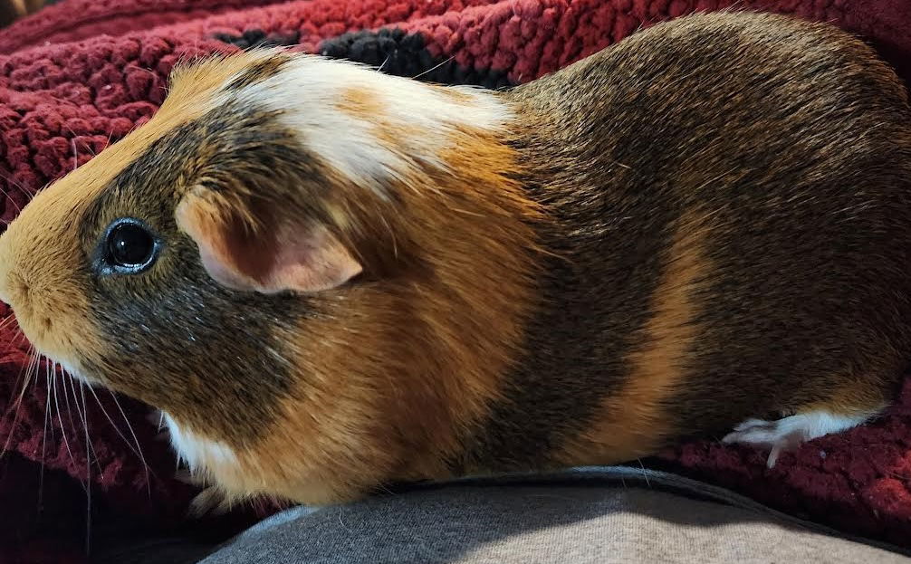 Walter
