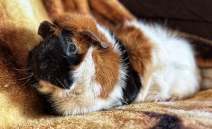 Smoke, Adult Male Guinea Pig