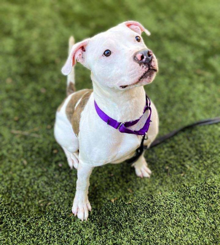 Poncho, an adoptable American Staffordshire Terrier Mix in Cary, NC_image-2