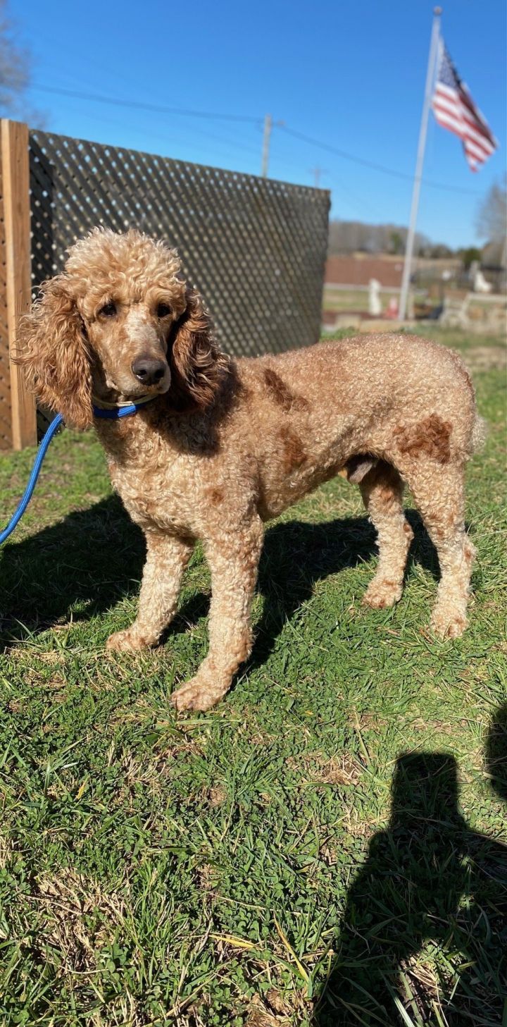 Hummer OH Jan 24, an adoptable Standard Poodle in Pacolet, SC_image-1