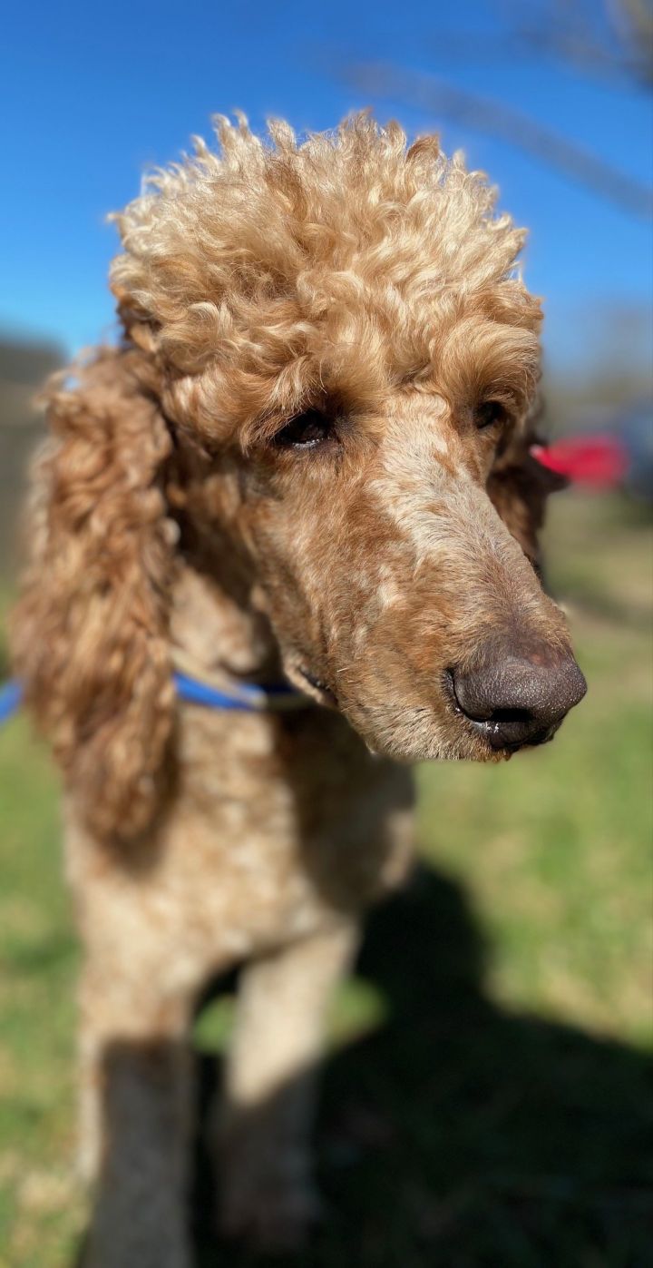 Hummer OH Jan 24, an adoptable Standard Poodle in Pacolet, SC_image-2