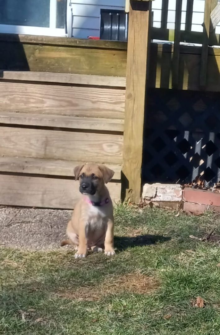 Zitti, an adoptable German Shepherd Dog & Collie Mix in Byron, IL_image-1