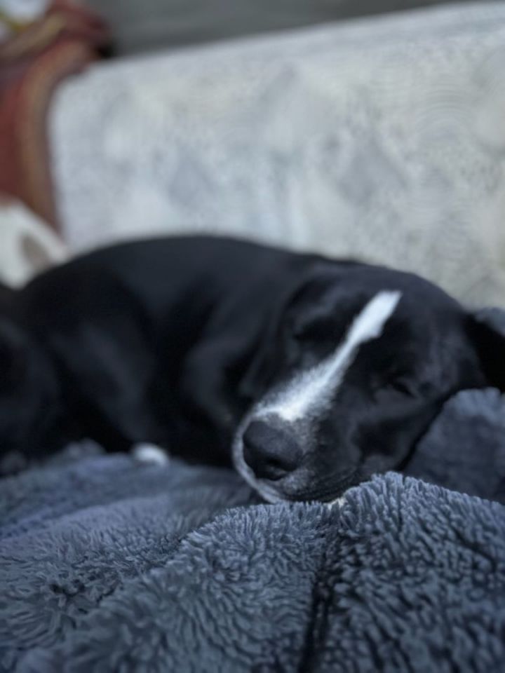 Cleese, an adopted Labrador Retriever Mix in Staunton, VA_image-4