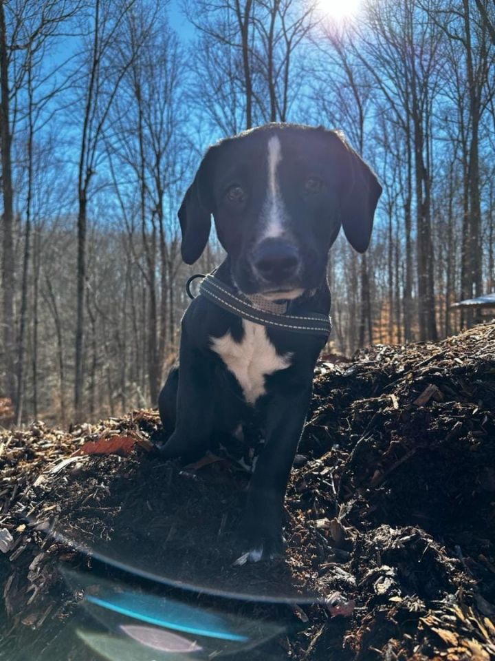 Cleese, an adopted Labrador Retriever Mix in Staunton, VA_image-1