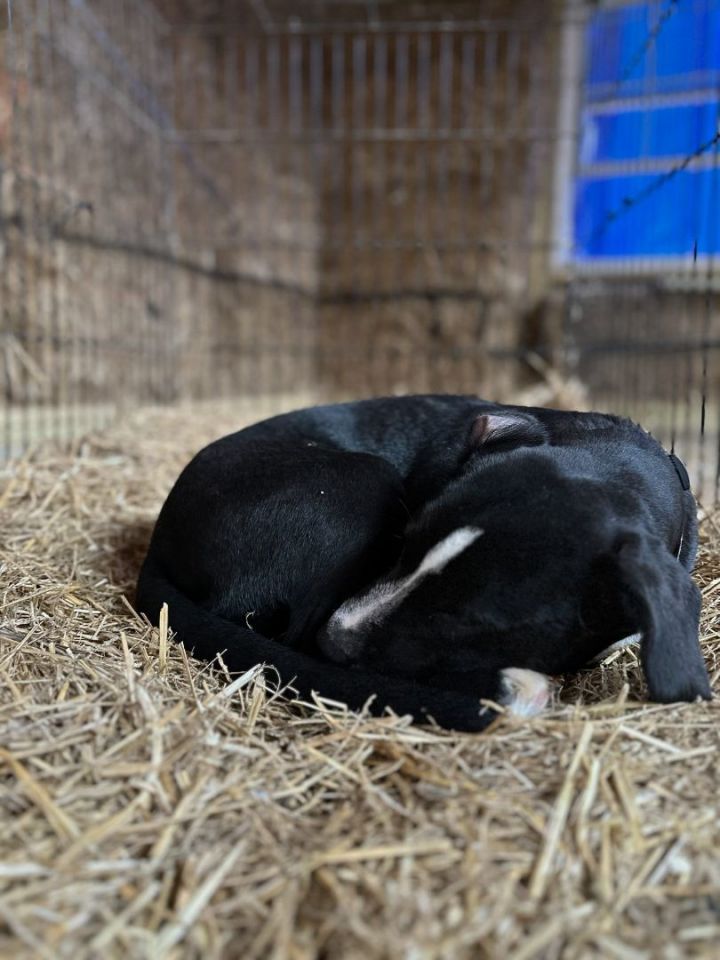 Cleese, an adopted Labrador Retriever Mix in Staunton, VA_image-5