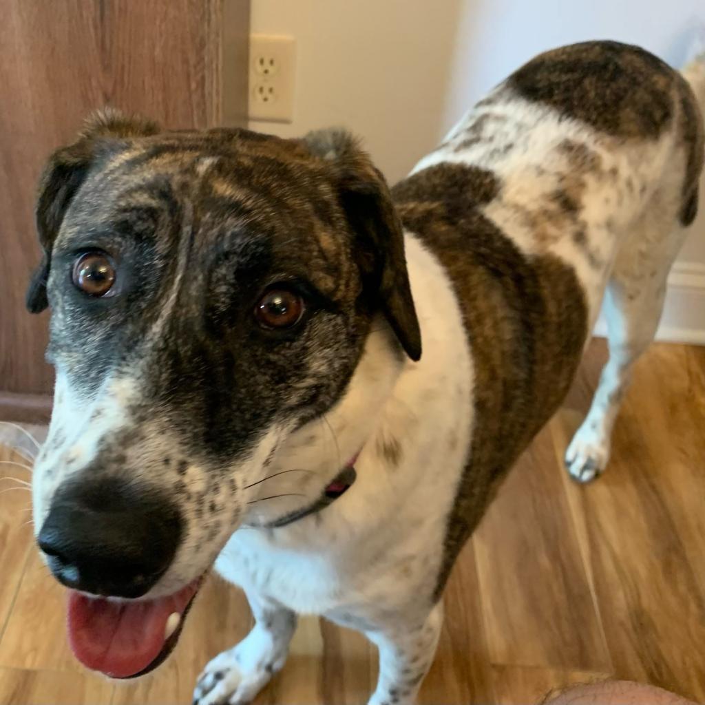 Peach, an adoptable Great Pyrenees in Normal, IL, 61761 | Photo Image 2