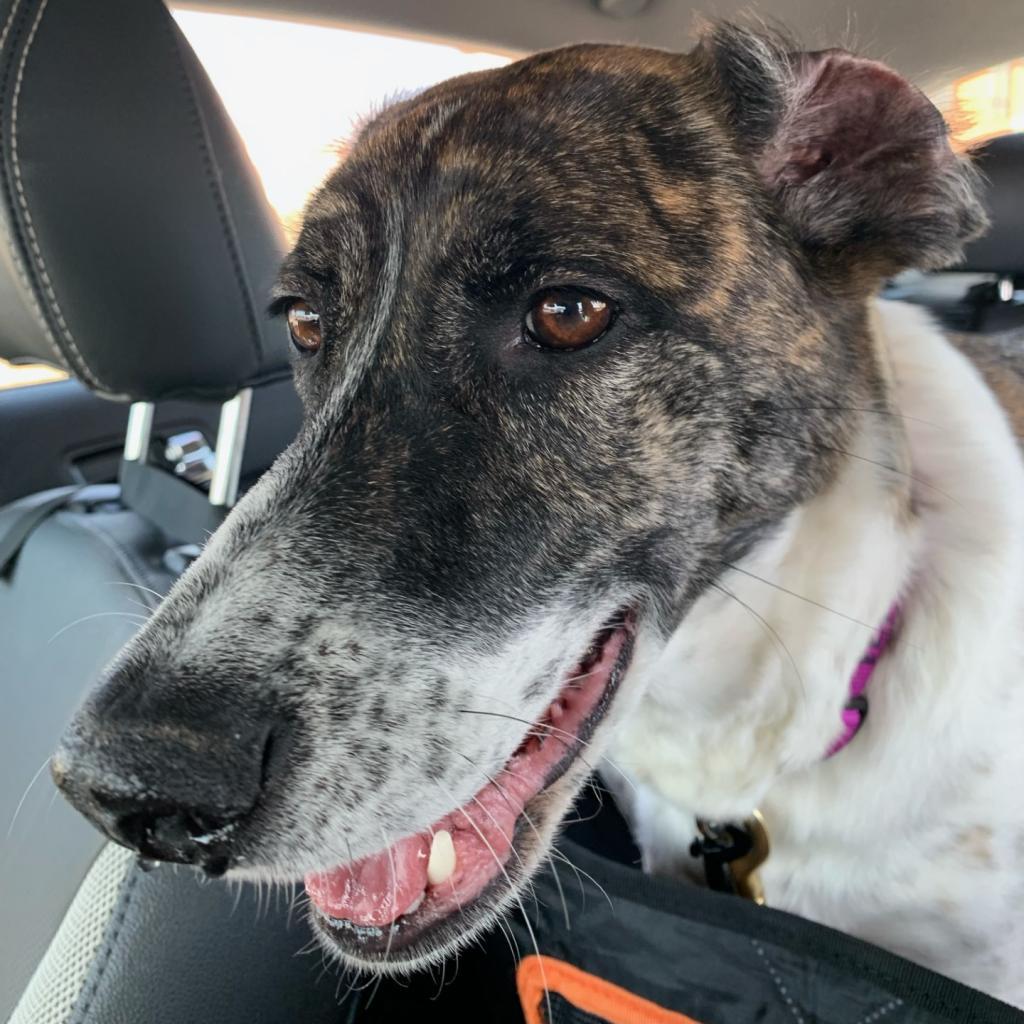 Peach, an adoptable Great Pyrenees in Normal, IL, 61761 | Photo Image 5