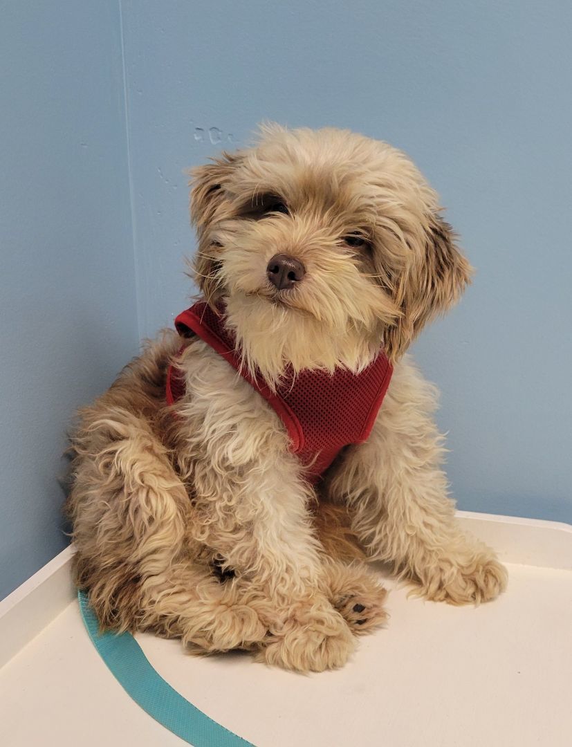 Dog for adoption - Chloe, a Miniature Poodle & Yorkshire Terrier Mix in ...