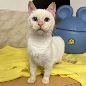 adopt a cat in ohio
