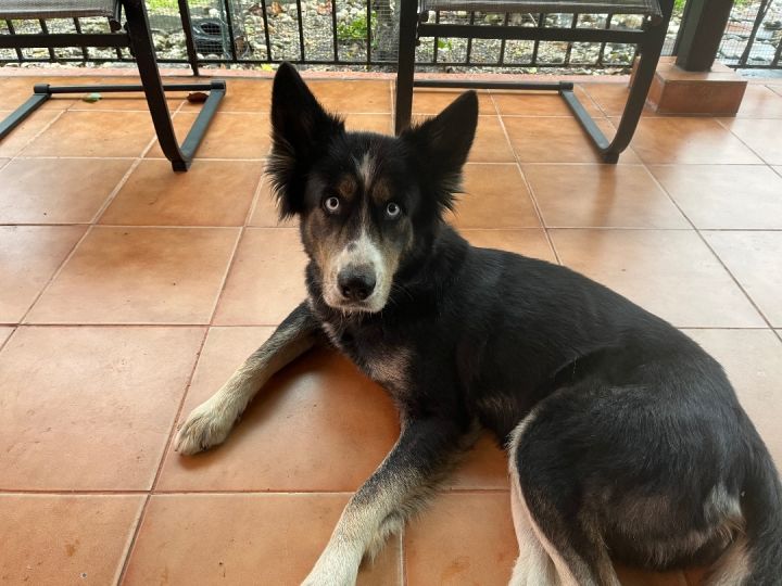 Husky english shepherd mix cheap