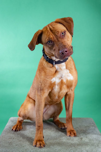 Madigan, an adoptable Retriever, Mixed Breed in Harbor Springs, MI, 49740 | Photo Image 1