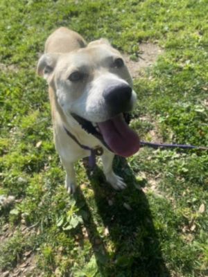 HONEY BEE Labrador Retriever Dog