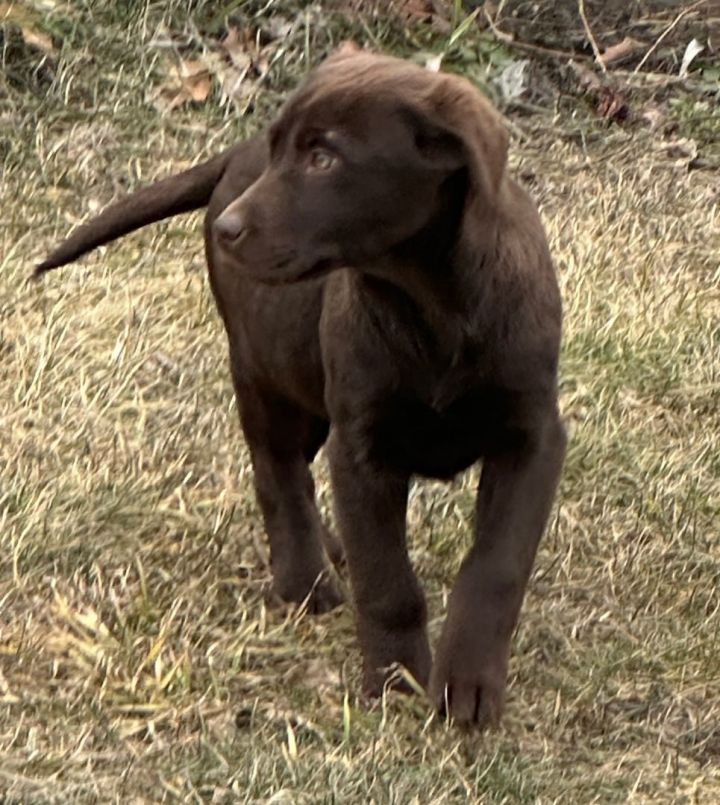 Yellow lab puppies for hot sale adoption