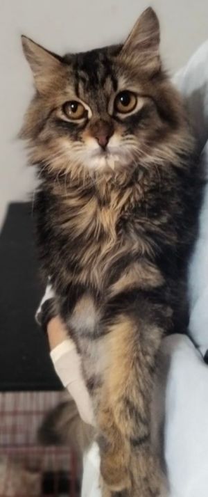 Petfinder sales siberian cat