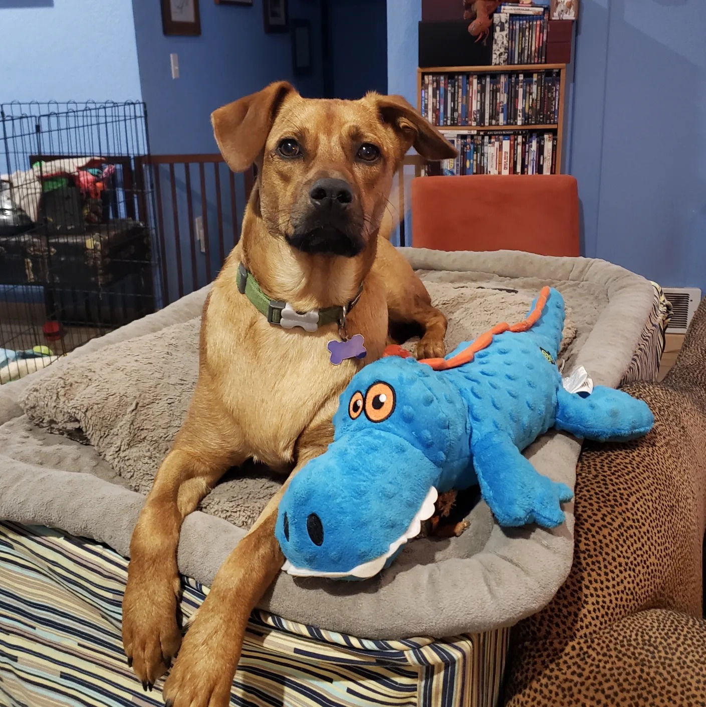 Brick, an adoptable Retriever, Hound in Bothell, WA, 98021 | Photo Image 1