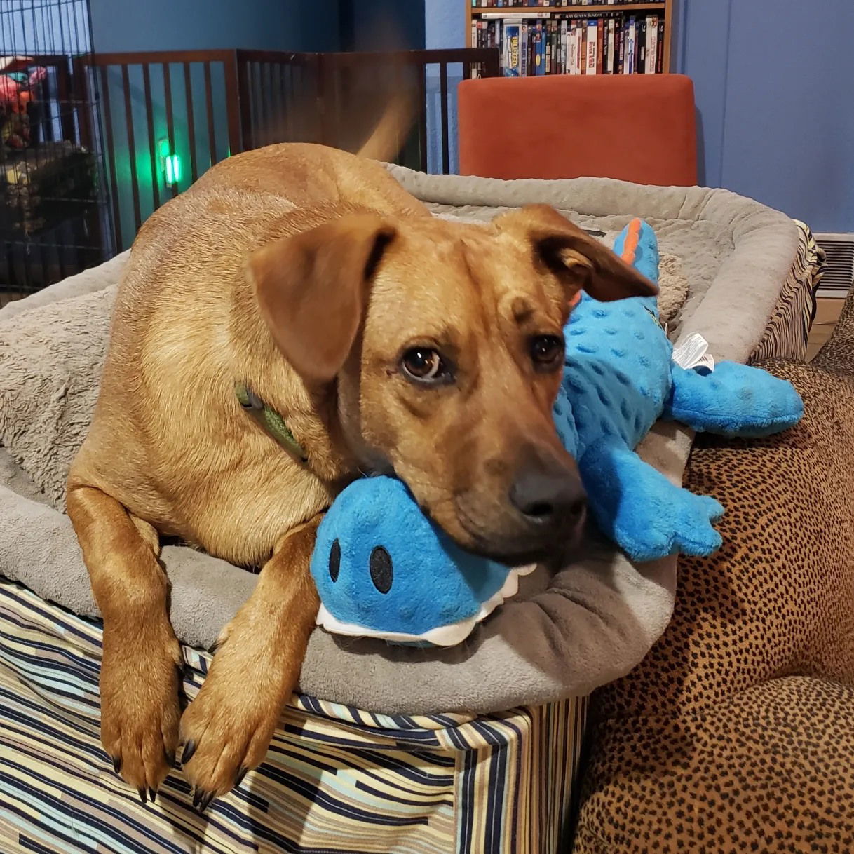 Brick, an adoptable Retriever, Hound in Bothell, WA, 98021 | Photo Image 2