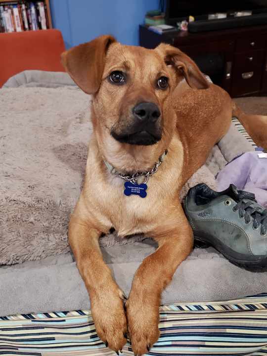 Brick, an adoptable Retriever, Hound in Bothell, WA, 98021 | Photo Image 3